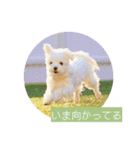 マルチーズ わたげの感情 Vol.2（個別スタンプ：16）
