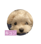 マルチーズ わたげの感情 Vol.2（個別スタンプ：18）