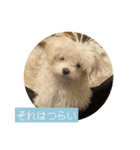 マルチーズ わたげの感情 Vol.2（個別スタンプ：19）