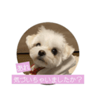 マルチーズ わたげの感情 Vol.2（個別スタンプ：20）