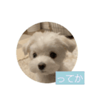 マルチーズ わたげの感情 Vol.2（個別スタンプ：21）
