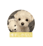 マルチーズ わたげの感情 Vol.2（個別スタンプ：22）