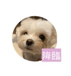 マルチーズ わたげの感情 Vol.2（個別スタンプ：23）