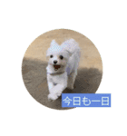マルチーズ わたげの感情 Vol.2（個別スタンプ：24）