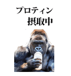 筋トレ☆ゴリラ【BIG】（個別スタンプ：22）
