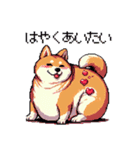 好きが溢れるふとっちょ柴犬2（個別スタンプ：1）