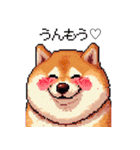 好きが溢れるふとっちょ柴犬2（個別スタンプ：5）
