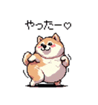 好きが溢れるふとっちょ柴犬2（個別スタンプ：9）
