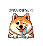 好きが溢れるふとっちょ柴犬2（個別スタンプ：15）