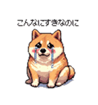 好きが溢れるふとっちょ柴犬2（個別スタンプ：19）