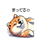好きが溢れるふとっちょ柴犬2（個別スタンプ：23）