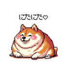 好きが溢れるふとっちょ柴犬2（個別スタンプ：30）