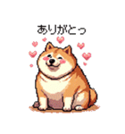 好きが溢れるふとっちょ柴犬2（個別スタンプ：33）