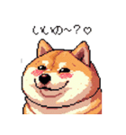 好きが溢れるふとっちょ柴犬2（個別スタンプ：34）