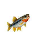 リアル！魚マニア・コレクションVol.2（個別スタンプ：2）