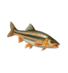 リアル！魚マニア・コレクションVol.2（個別スタンプ：3）