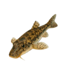 リアル！魚マニア・コレクションVol.2（個別スタンプ：5）