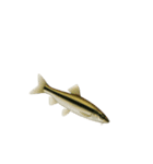 リアル！魚マニア・コレクションVol.2（個別スタンプ：15）