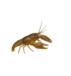 リアル！魚マニア・コレクションVol.2（個別スタンプ：16）