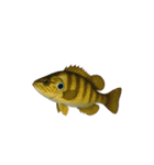 リアル！魚マニア・コレクションVol.2（個別スタンプ：18）