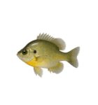リアル！魚マニア・コレクションVol.2（個別スタンプ：19）
