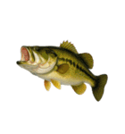 リアル！魚マニア・コレクションVol.2（個別スタンプ：20）