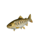 リアル！魚マニア・コレクションVol.1（個別スタンプ：1）
