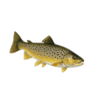 リアル！魚マニア・コレクションVol.1（個別スタンプ：8）