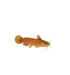 リアル！魚マニア・コレクションVol.1（個別スタンプ：12）