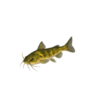 リアル！魚マニア・コレクションVol.1（個別スタンプ：13）