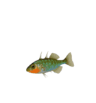 リアル！魚マニア・コレクションVol.1（個別スタンプ：23）