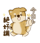 柴犬さん 2025 「たまには本音で」（個別スタンプ：1）