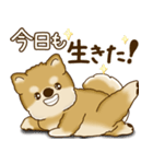 柴犬さん 2025 「たまには本音で」（個別スタンプ：32）