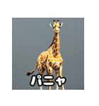 のび〜るキリンの7文字ショート談‼︎（個別スタンプ：37）