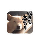 動くそらまる君（個別スタンプ：1）