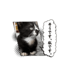 レアの動くスタンプ（個別スタンプ：3）