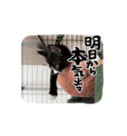 レアの動くスタンプ（個別スタンプ：4）