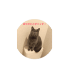 でか猫_nyaaaaaa（個別スタンプ：1）