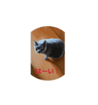 でか猫_nyaaaaaa（個別スタンプ：6）