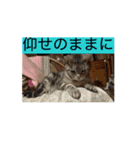 寄り添いアメショ、ピカソ君（個別スタンプ：7）