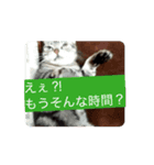 寄り添いアメショ、ピカソ君（個別スタンプ：8）