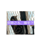 寄り添いアメショ、ピカソ君（個別スタンプ：9）