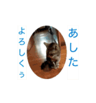 寄り添いアメショ、ピカソ君（個別スタンプ：10）
