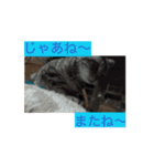 寄り添いアメショ、ピカソ君（個別スタンプ：16）