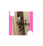 金ちゃんの毎日（個別スタンプ：6）