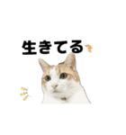 柴犬と猫の生存確認スタンプ（個別スタンプ：1）