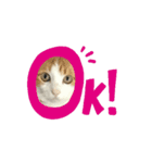 柴犬と猫の生存確認スタンプ（個別スタンプ：2）