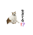 柴犬と猫の生存確認スタンプ（個別スタンプ：3）