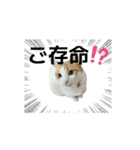 柴犬と猫の生存確認スタンプ（個別スタンプ：5）