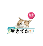 柴犬と猫の生存確認スタンプ（個別スタンプ：6）